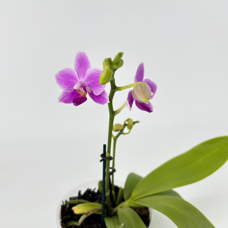 Phalaenopsis ROSEMARY BLUE