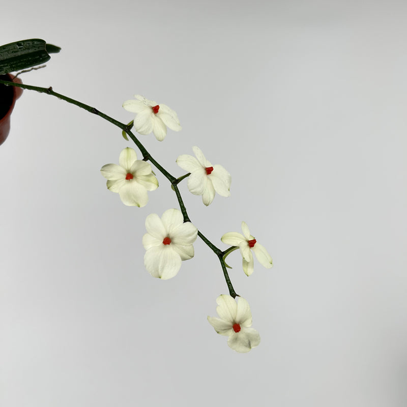 Aerangis rhodosticta