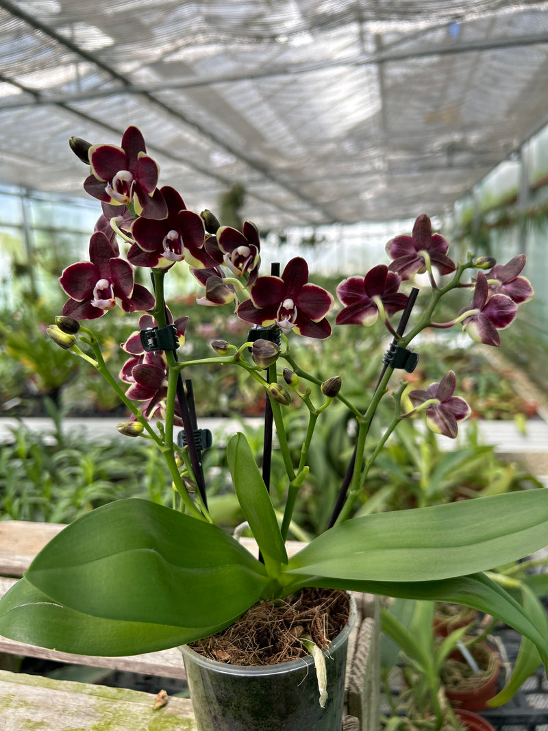 Phalaenopsis Hybride &