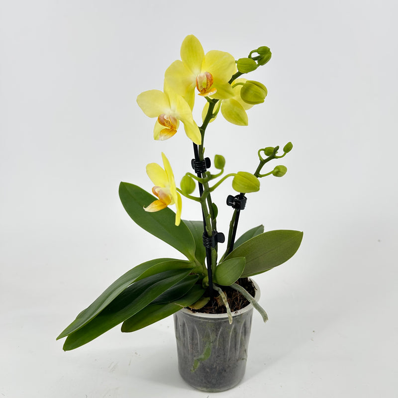 Phalaenopsis "Albenga"