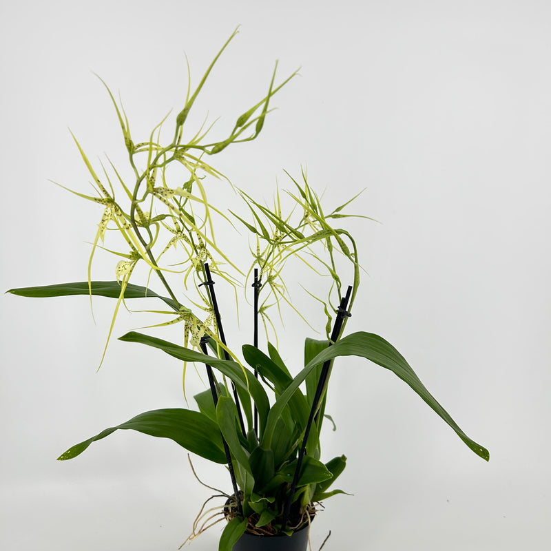 Brassia "Fabian"