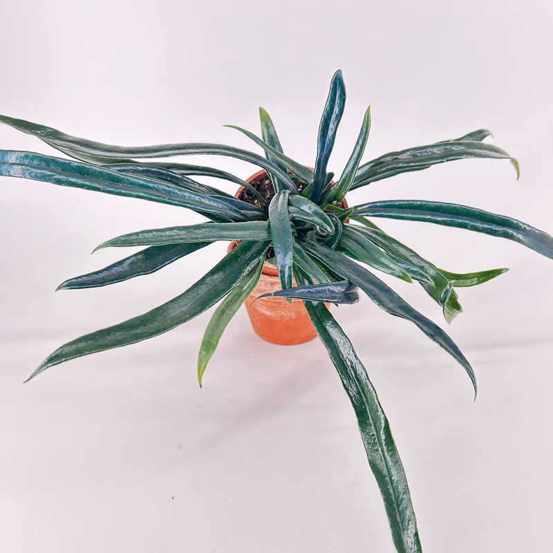 Microsorum thailandicum