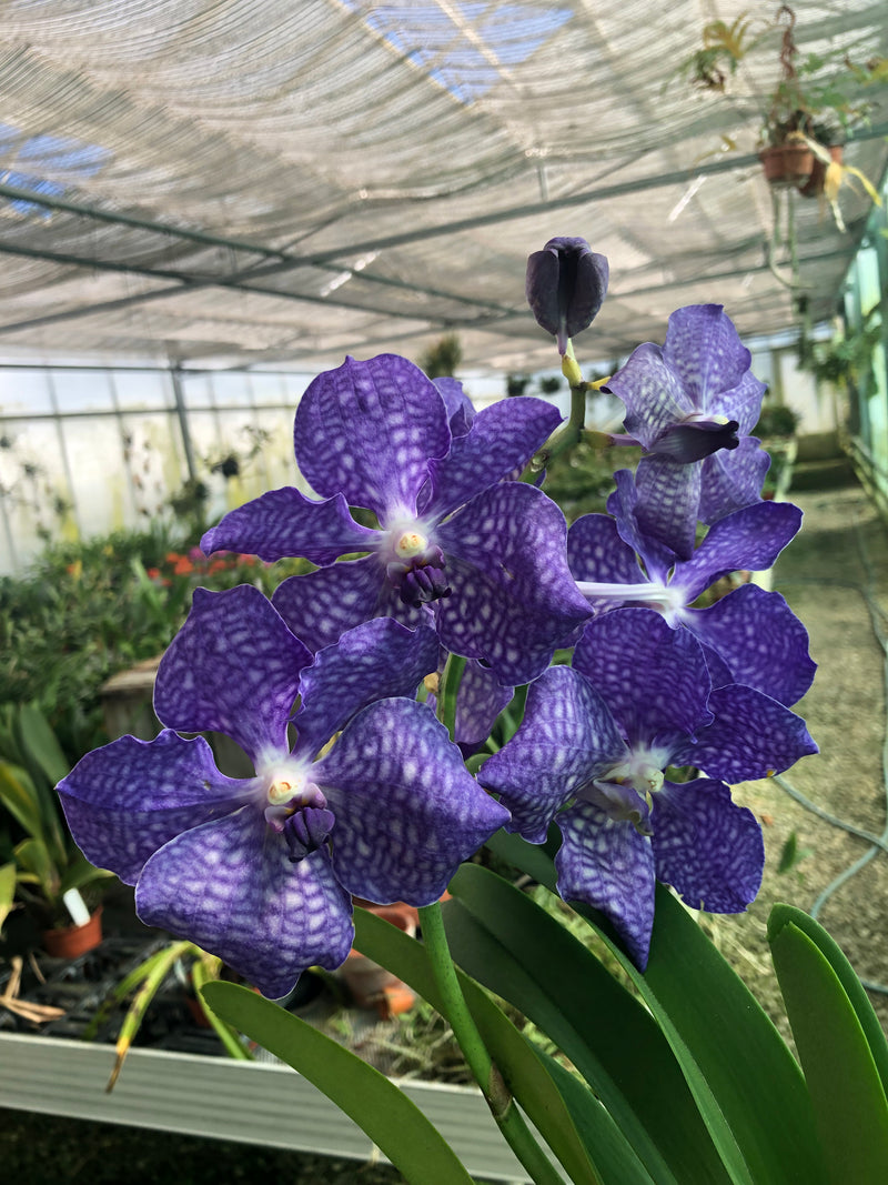 Vanda Hybrid XXL &