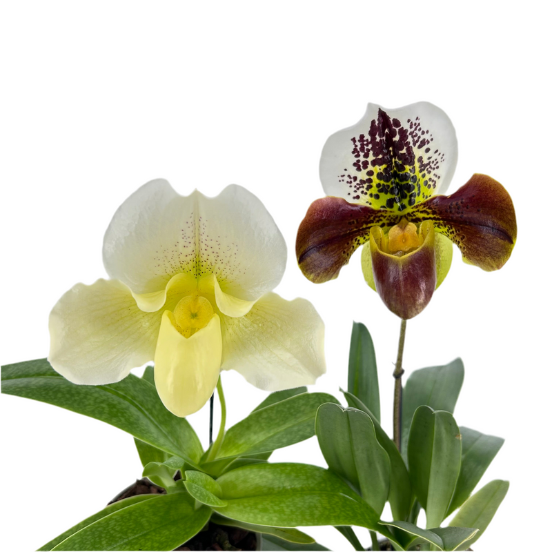 Paphiopedilum Set 2024