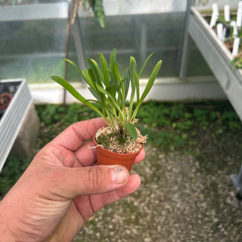 Pleurothallis tribuloides
