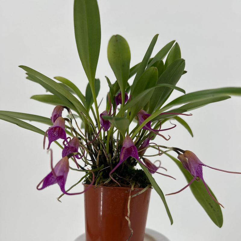 Masdevallia glandulosa