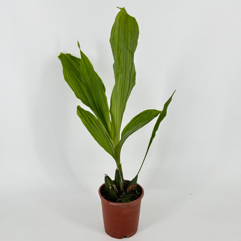 Lycaste groganii X lasioglossa