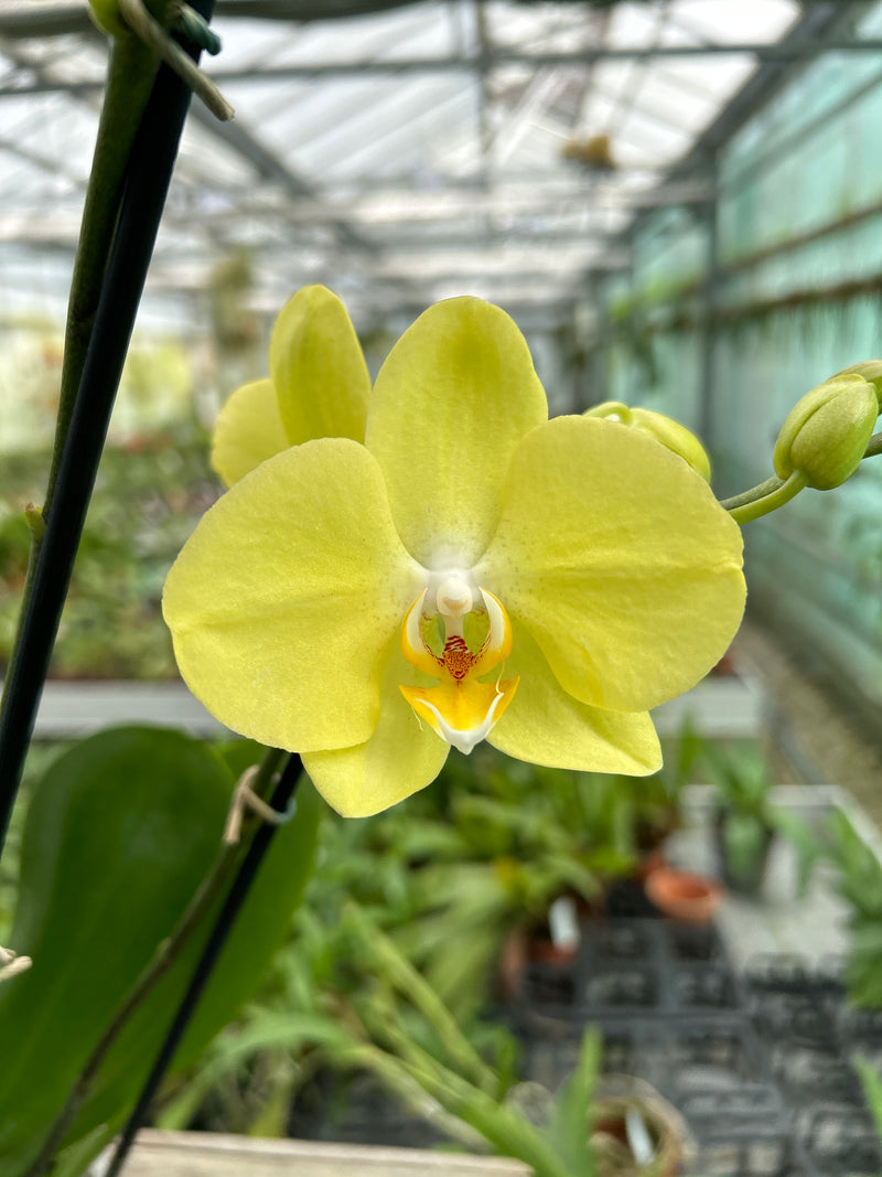 Phalaenopsis "Savona"