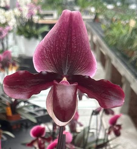 Paphiopedilum Black Jack