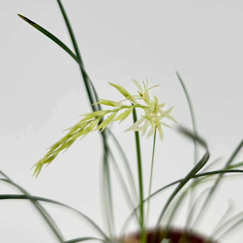 Dendrochilum species