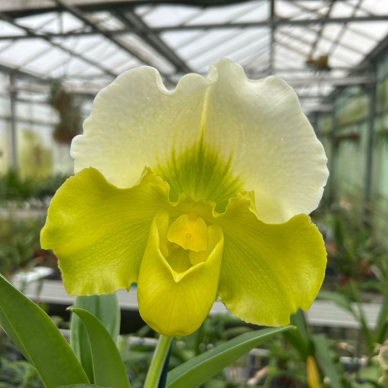 Paphiopedilum Hybride grün-weiß