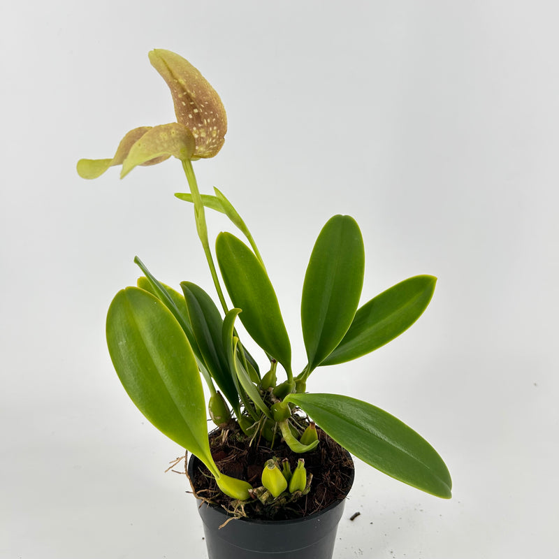 Bulbophyllum grandiflorum