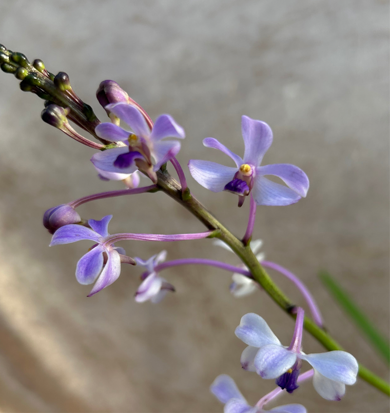 Vanda coerulescens