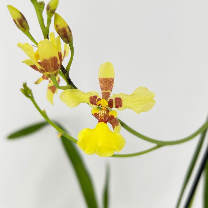 Oncidium excavatum