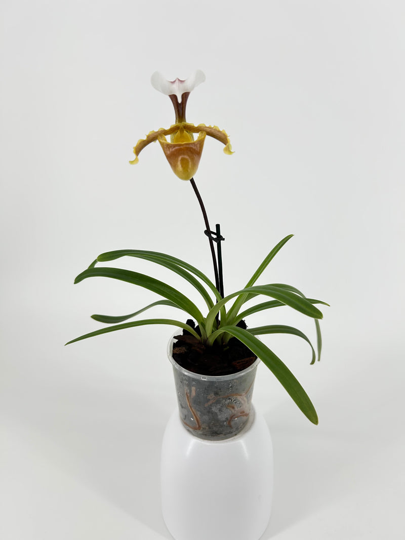 Paphiopedilum coccineum