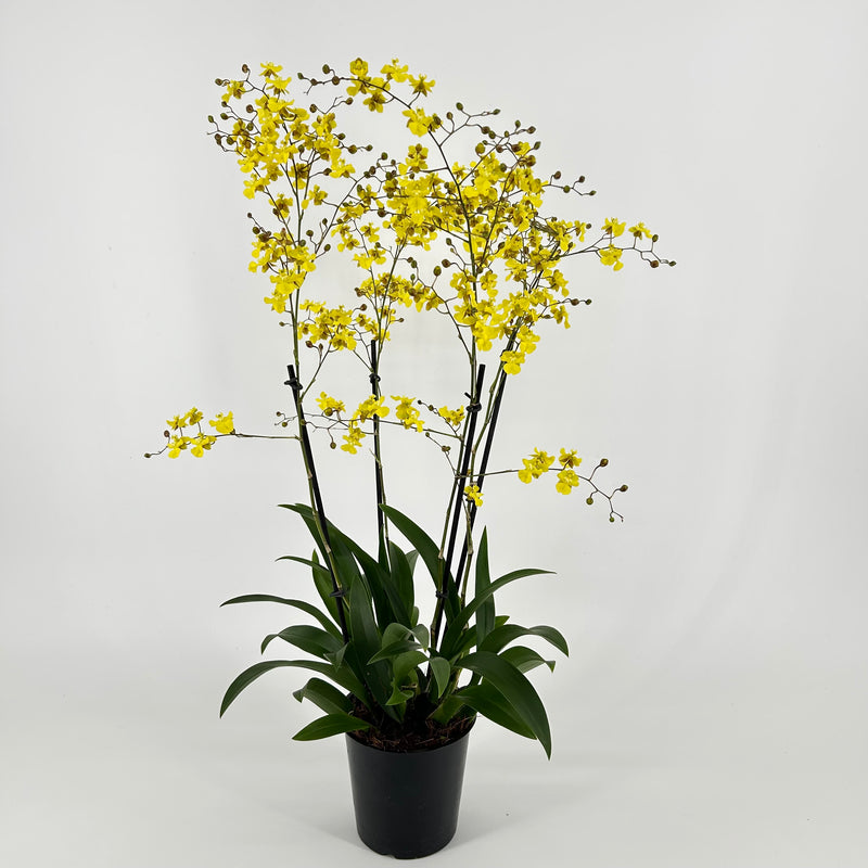 Oncidium LEMON SURPRISE