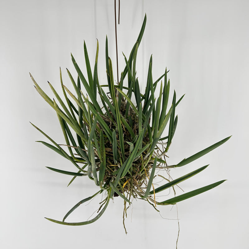 Brassavola nodosa