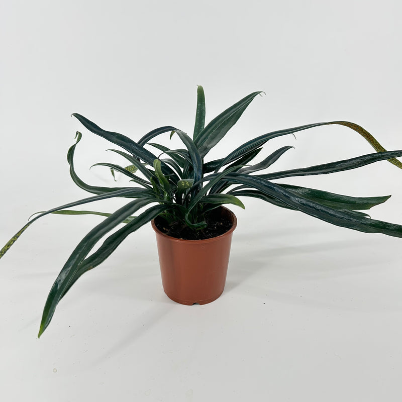 Microsorum thailandicum
