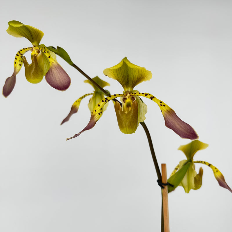 Paphiopedilum lowii &