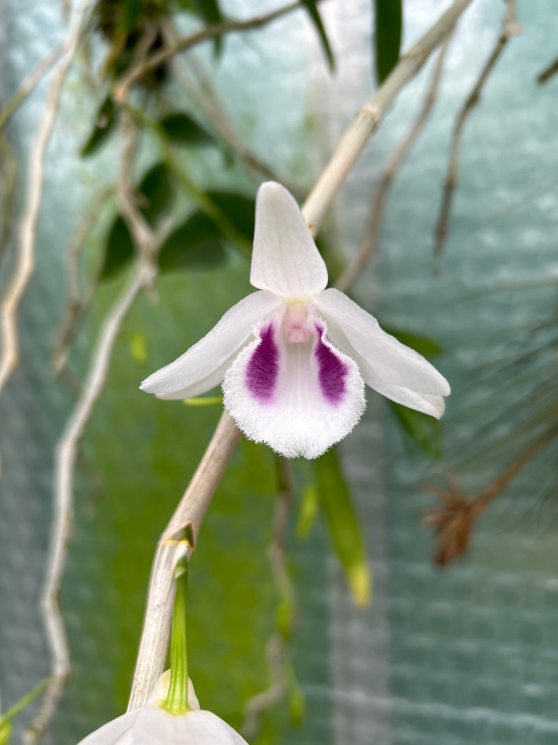 Dendrobium anosmum &