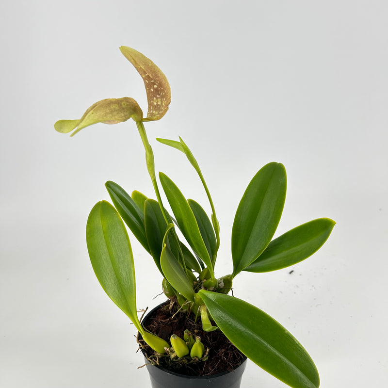 Bulbophyllum grandiflorum