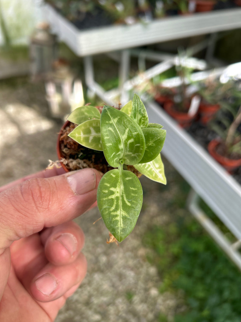 Goodyera daibuzanensis
