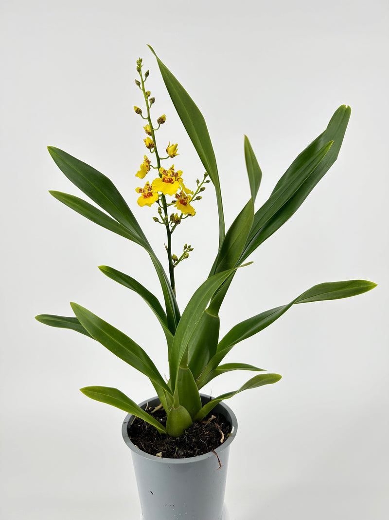 Oncidium SWEET SUGAR Hybride