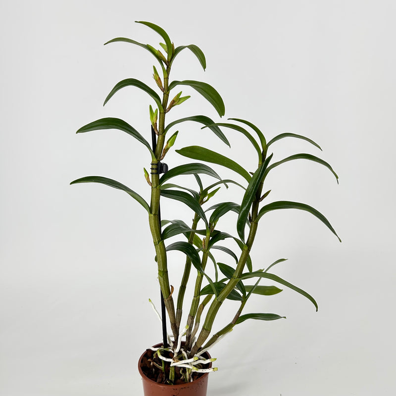 Dendrobium JIAHO DELIGHT