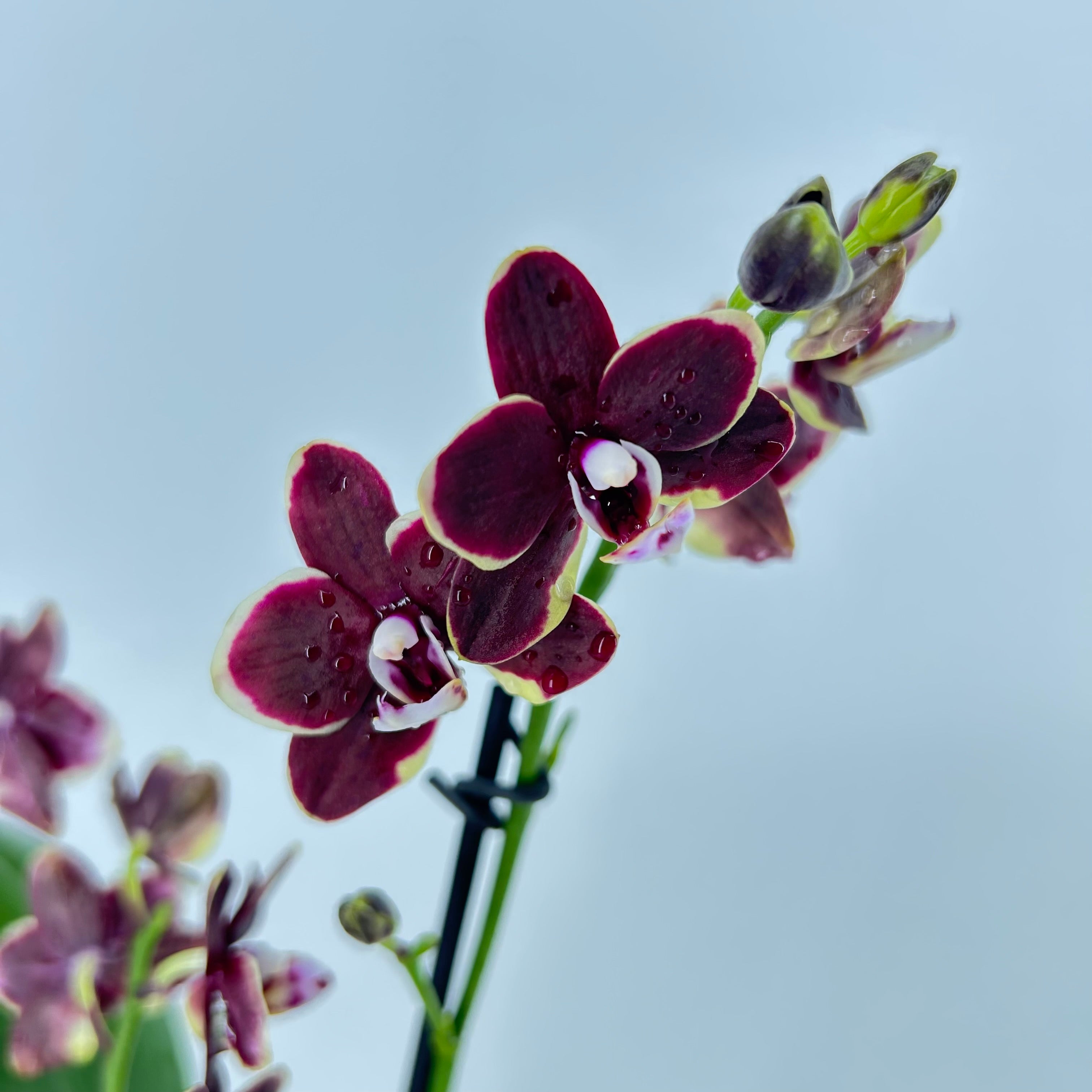 Hennish Roti Phalaenopsis Hybride 'Banana Chocolate' – Hennis Orchideen
