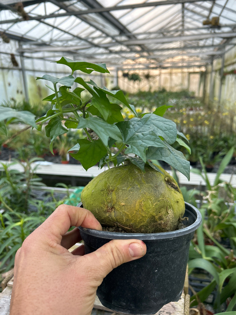 Gerradanthus macrorhizus