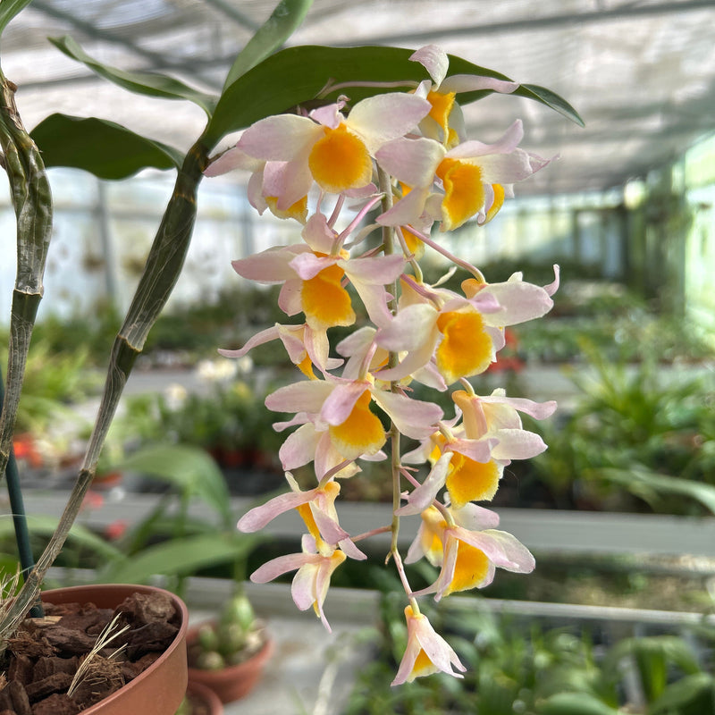 Dendrobium Mem. Christa Erdmann x sib.