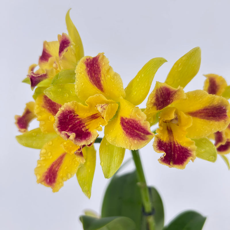 Cattleya Hybride "Berta"