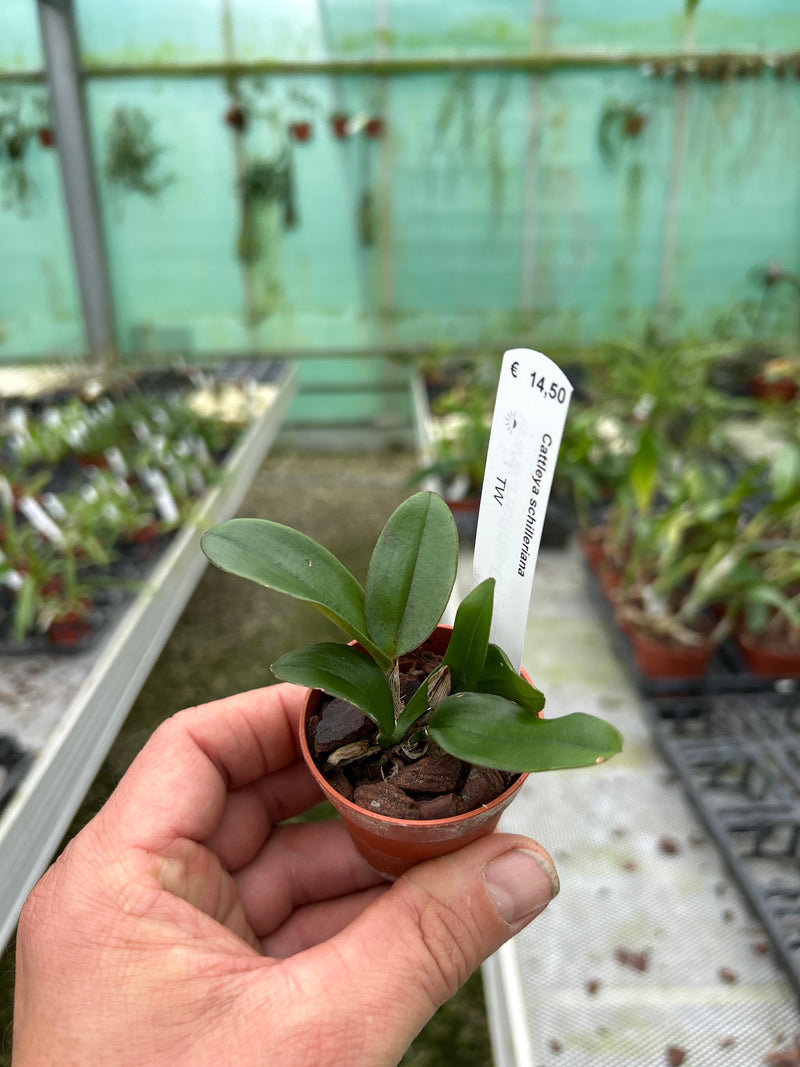 Cattleya schilleriana