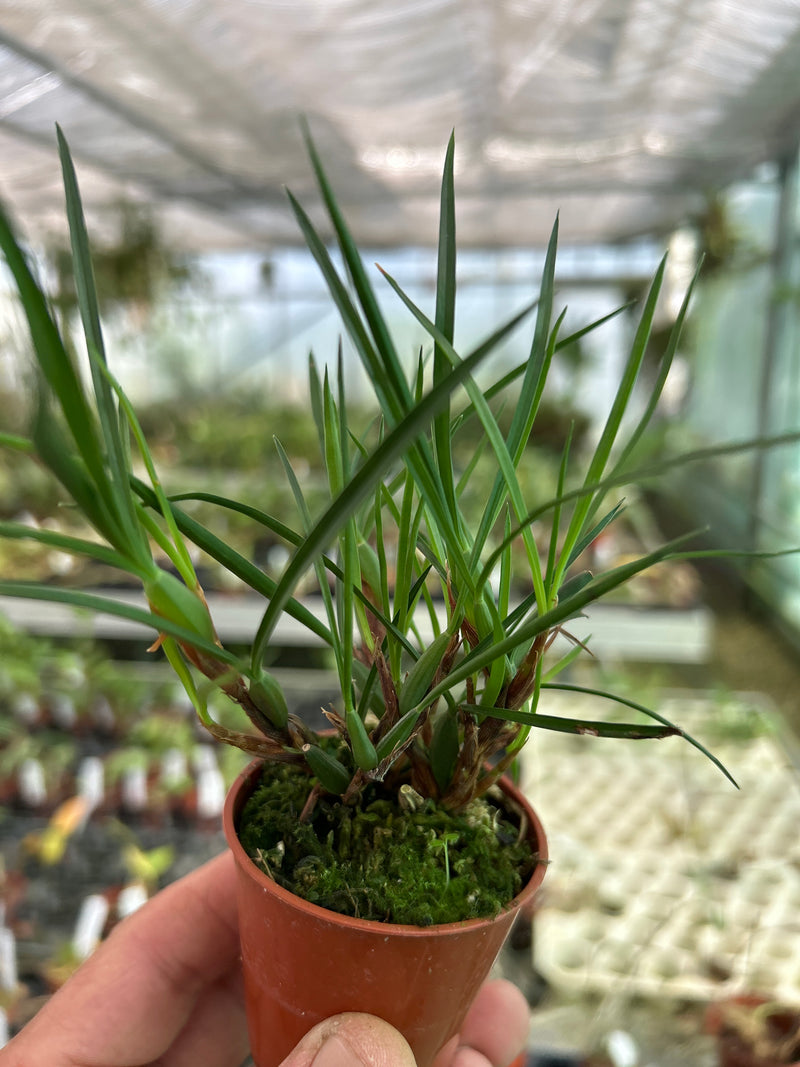 Maxillaria ferdinandiana