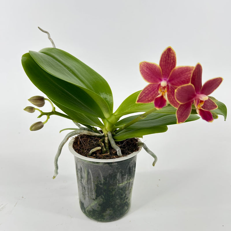 Phalaenopsis "Duft-Zauber"