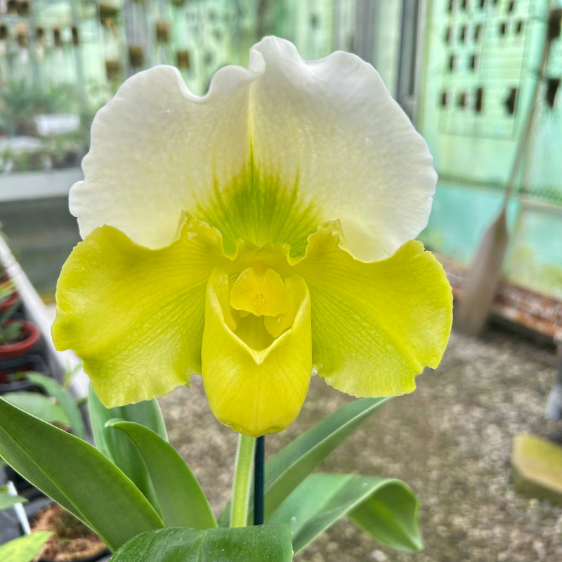Paphiopedilum Hybride grün-weiß