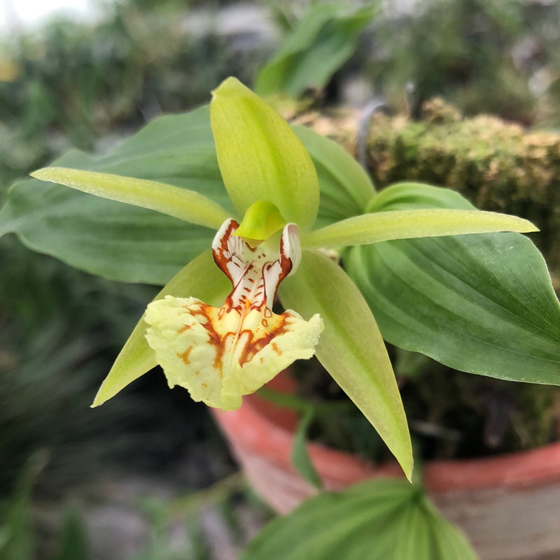 Coelogyne schilleriana