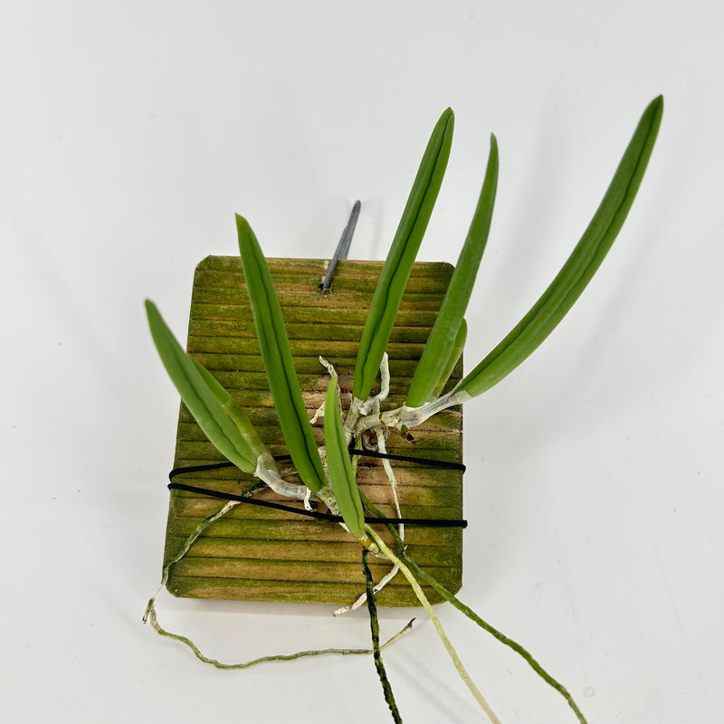 Dockrillia wassellii