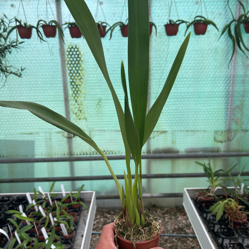 Maxillaria eburnea