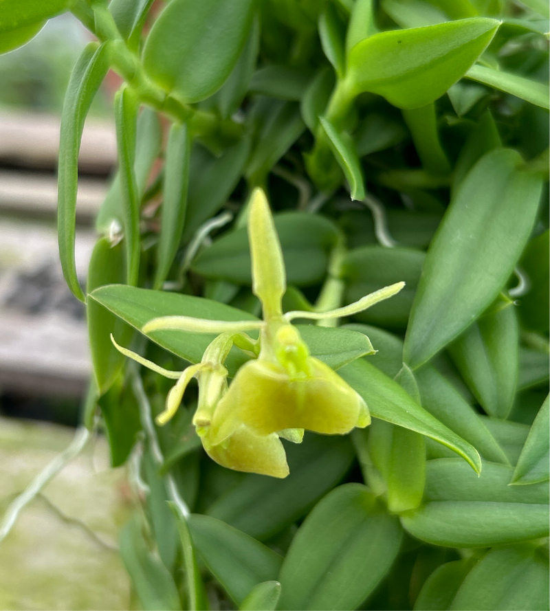 Epidendrum porpax &