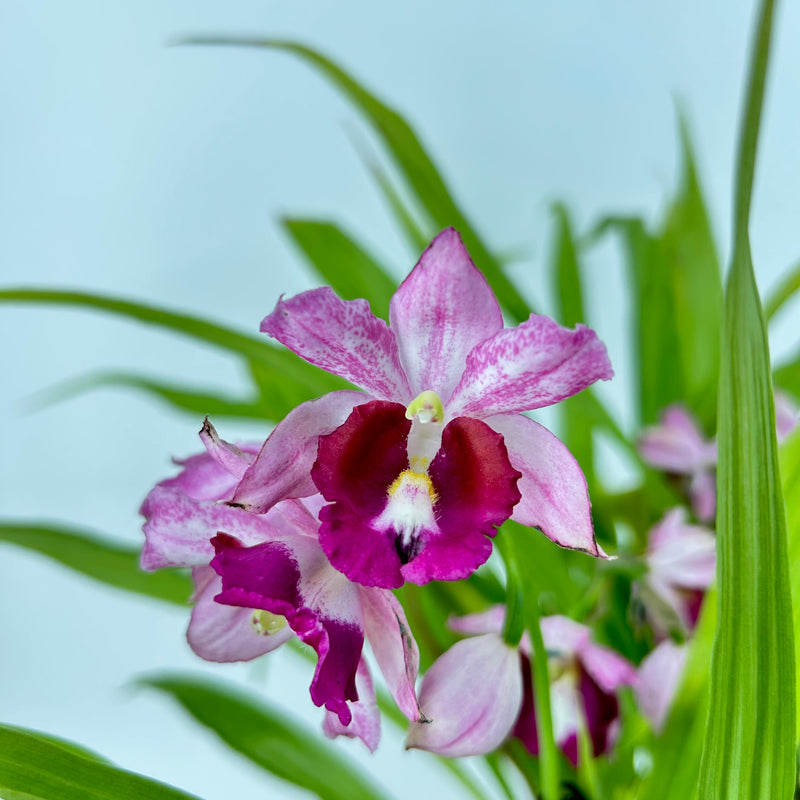 Phaius humblotii hybrid