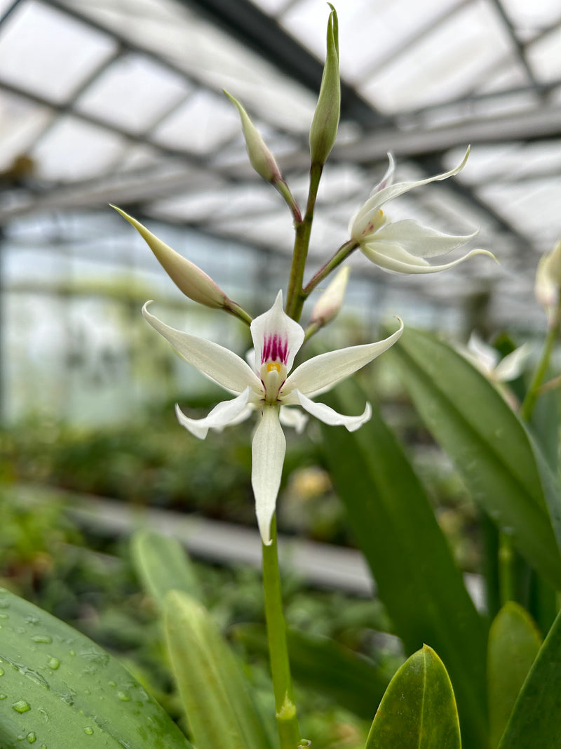 Encyclia glumacea