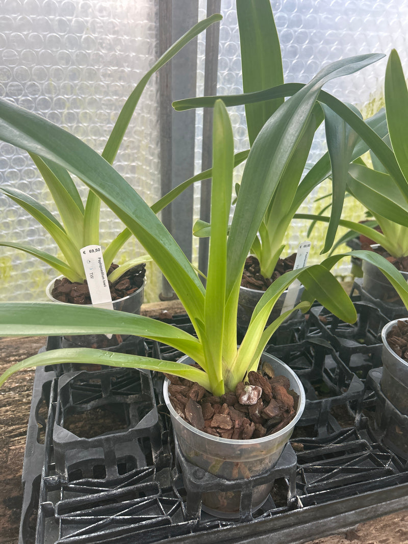 Paphiopedilum lowii