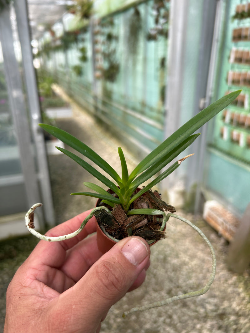 Ascofinetia Peaches X Neofinetia falcata