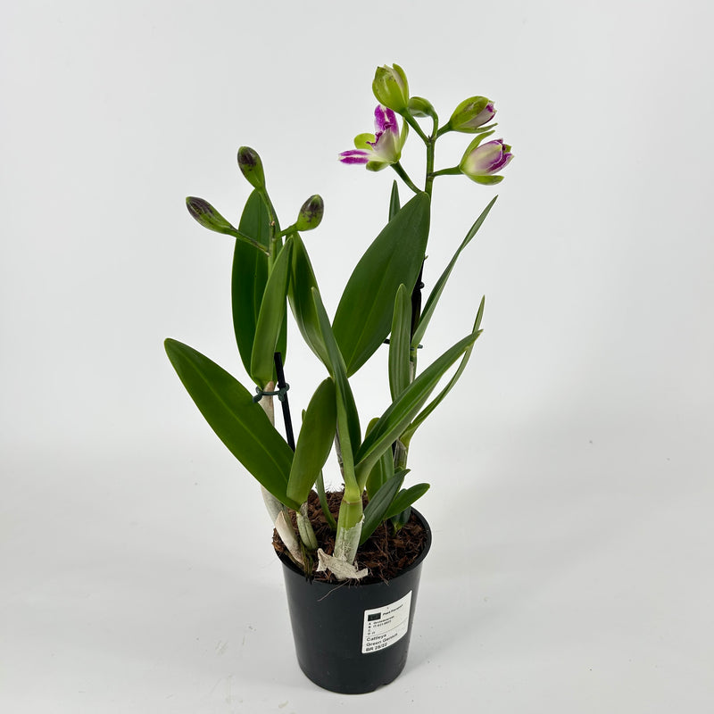 Rhyncholaeliocattleya VILLAGE CHIEF NORTH &