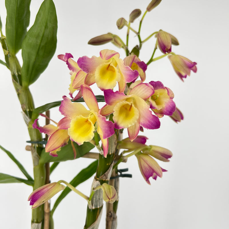 Dendrobium ORIENTAL SMILE