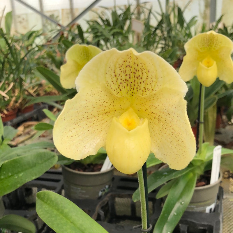 Paphiopedilum Hybride "Pünktchen"