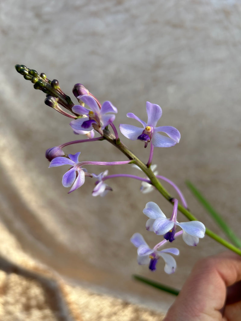 Vanda coerulescens