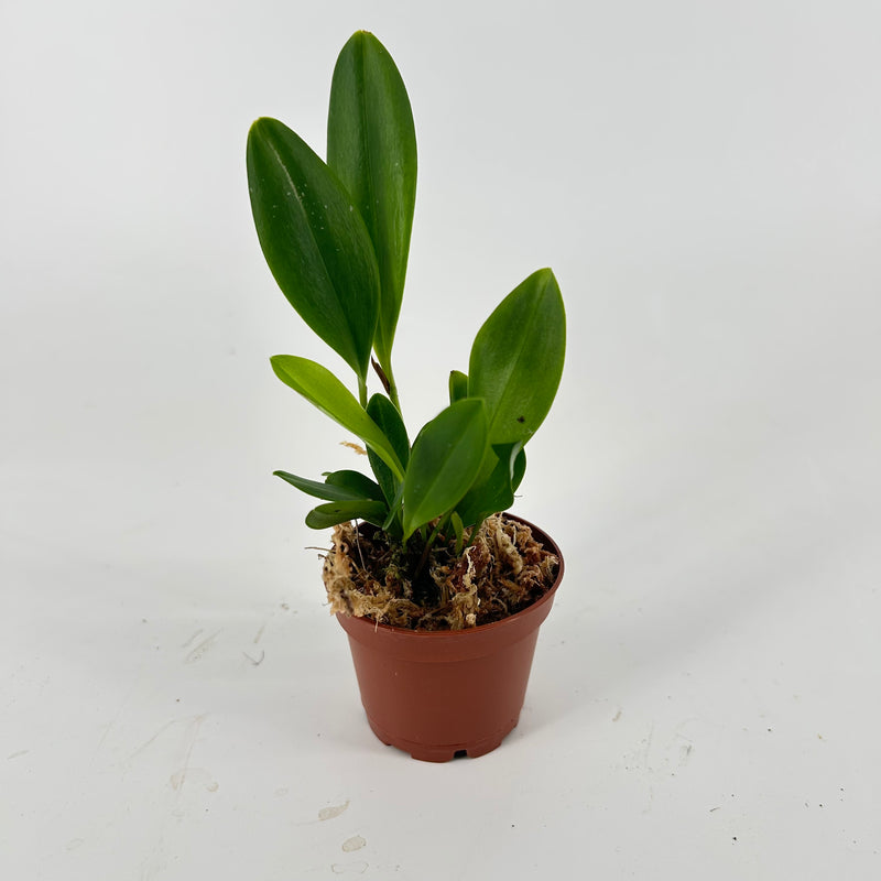 Pleurothallis  tuerckheimii