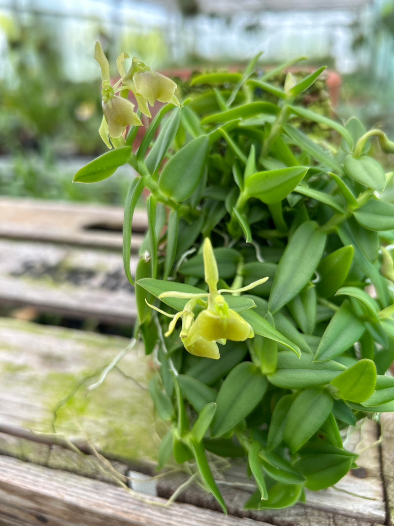 Epidendrum porpax &